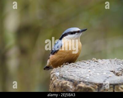 Un Nuthatch eurasiatico o Nuthatch di legno (Sitta europaea) che si trova su un palo di recinzione. Foto Stock