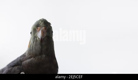 il pappagallo di cockatiel grigio guarda la fotocamera su uno sfondo bianco. Posiziona per il testo. Foto Stock