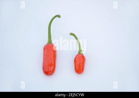 Un primo piano di un paio di peperoncini rossi maturi isolato su sfondo bianco Foto Stock
