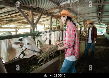 una bella donna che indossa un cappello sorridente mentre si prende cura di una mucca che alimenta sullo sfondo di una mucca penna Foto Stock