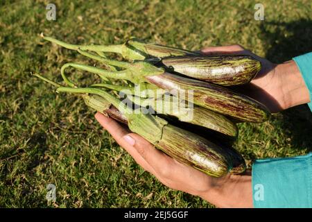 Brinjals anche chiamato Eggplants e melanzane. Tipi di melanzane a doppia striscia verde e viola provenienti dall'India. Donna che tiene in mano verdure fresche indiane Foto Stock