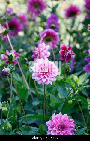 Dahlia rosa che crescono in un confine erbacee. Foto Stock