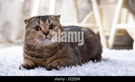 Scotch piega gatto nel soggiorno vicino al tavolo da pranzo. Foto Stock