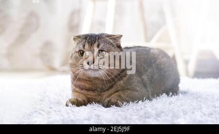 Scotch piega gatto nel soggiorno vicino al tavolo da pranzo. Foto Stock