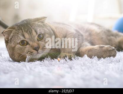 Scotch piega gatto nel soggiorno vicino al tavolo da pranzo. Foto Stock