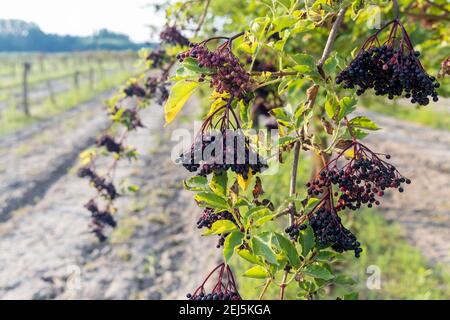 Il sambuco orchard in Ungheria centrale Foto Stock