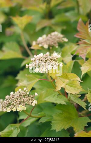 Viburnum Opulus flowerheads in primavera. Foto Stock