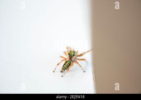 Carino ragno che salta, comunemente conosciuto come ragno che salta smeraldo, Paraphidippus aurantius. Foto Stock