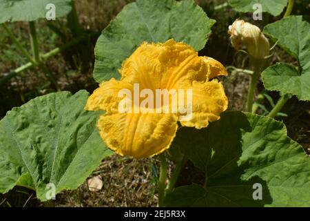 La zucchina o il fiore giallo di zucca e le foglie su sfondo terreno in una gradina, durante il giorno, sotto la luce del sole. Foto Stock