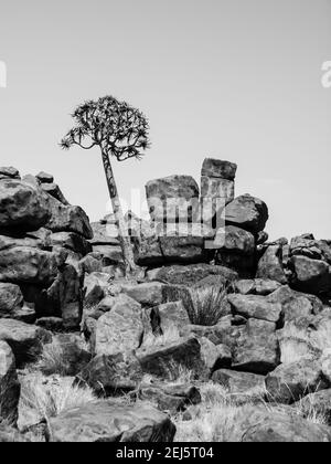 Quiver albero nel parco giochi del Gigante namibiano Foto Stock
