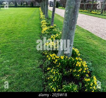 Daffodils, un viale di narcisi in fiore nel Royal Hospital Kilmainham a Dublino, Irlanda. Foto Stock