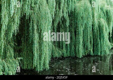 denso salice rami al lago Foto Stock