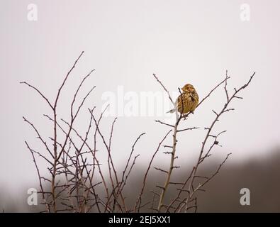 Femmina (Haemorhous mexicanus) siede sui rami superiori di un cespuglio intrecciato Foto Stock