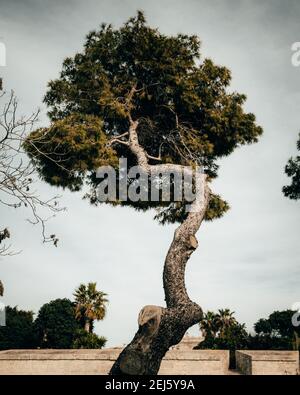 Albero solitario Foto Stock