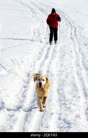 Dog in Snow, Senior Man Ski, Cross Country, Man and Dog, una scena invernale Foto Stock