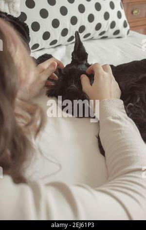 Carino Schnauzer razza cane calma riposo a letto guardando il suo padrone mentre lo carezza. Schnauzer immagine 2021 interno. Foto Stock