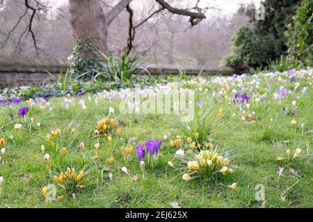 tappeti in fiore di un crocus giallo un giardino di fronte in primavera soleggiata Ora a Greenwich Foto Stock