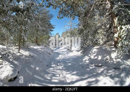 Sentiero innevato attraverso pinete invernali nel Parco dell'Etna, in Sicilia Foto Stock