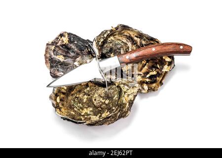 Ostriche fresche con coltello di ostriche su sfondo bianco. Frutti di mare Foto Stock