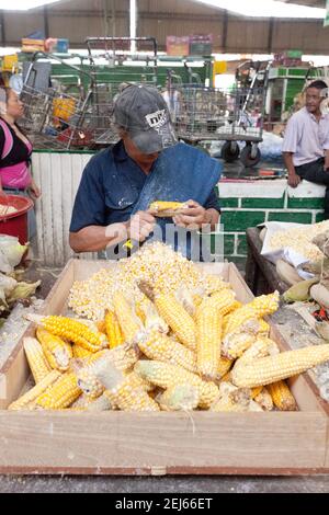 Colombia l'uomo di Medellin che rimuove i noccioli dalle pannocchie di mais all'interno della piazza Minorista José María Villa Market Foto Stock