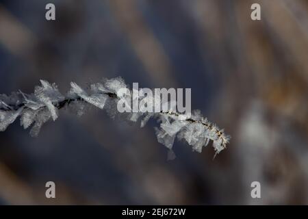 Piccolo rametto coperto con grandi cristalli di ghiaccio di brina in inverno Foto Stock