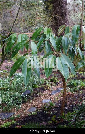 Schefflera delavayi - schefflera del delavay. Foto Stock