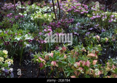 Un giardino spesso con diverse varietà di fiori di lebore. Foto Stock