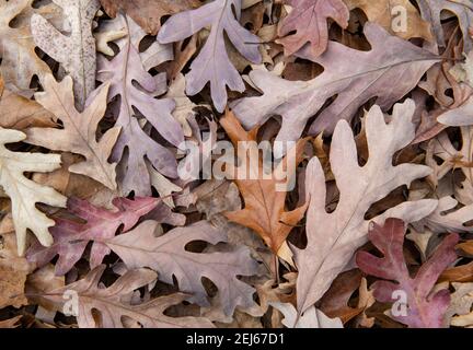 White Oak (Quercus alba), Autunno, foglie, Stati Uniti orientali, di Bruce Montagne/Dembinsky Photo Assoc Foto Stock