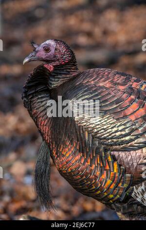 Tacchino selvaggio orientale (Meleagris gallopavo silvestris), foresta decidua orientale, Stati Uniti, di Bruce Montagne/Dembinsky Photo Assoc Foto Stock