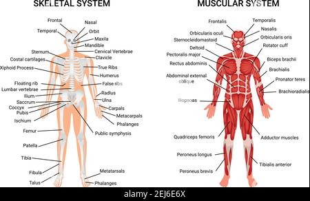 Schema anatomico dei sistemi muscolari e scheletrici poster completo della guida educativa visualizzazione della figura umana dall'illustrazione vettoriale anteriore Illustrazione Vettoriale