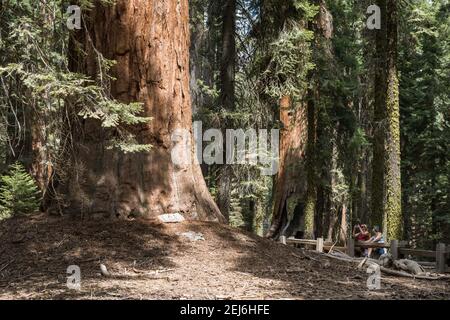 La base di una Sequoia Semprevirens nel Sequioia National Park, California Foto Stock