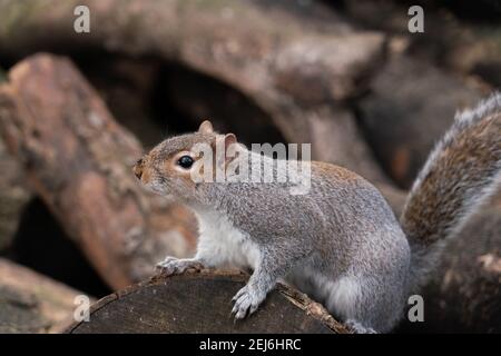 Haggerston Park, Hackney City Farm, Londra, Inghilterra Foto Stock