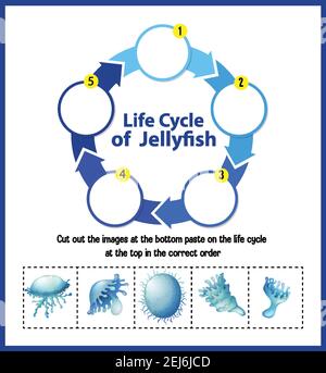 Diagramma che mostra il ciclo di vita dell'illustrazione di Jellyfish Illustrazione Vettoriale