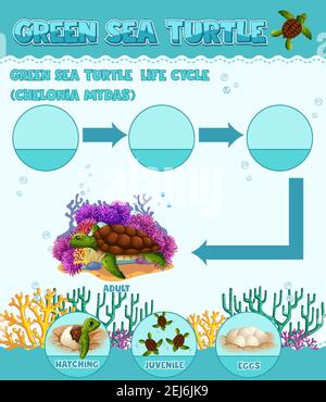 Diagramma che mostra il ciclo di vita dell'illustrazione tartaruga Illustrazione Vettoriale