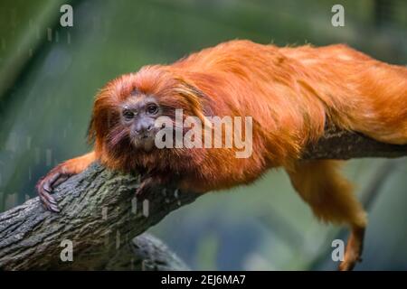 Il tamarina del leone d'oro (Leontopithecus rosalia) è una piccola scimmia del nuovo mondo della famiglia Callitrichidae. Nativo delle foreste costiere atlantiche Foto Stock