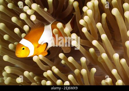 Sipadan Malaysia : Anemonefish occidentale (Amphiprion ocellaris). Foto Stock