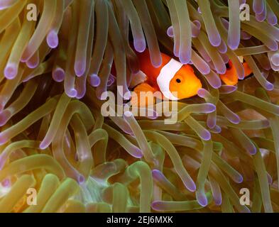 Sipadan Malaysia : Anemonefish occidentale (Amphiprion ocellaris). Foto Stock