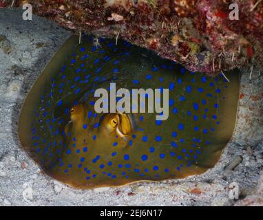 Raggio di fantasia con macchia blu (Taeniura Lymma). Foto Stock