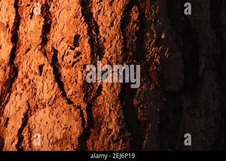 Primo piano di corteccia di pino ponderosa con luce dorata appena prima del tramonto in autunno. Yaak Valley, Montana nord-occidentale. (Foto di Randy Beacham) Foto Stock