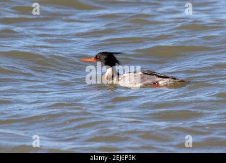 Tre drake di merganser (serratore Mergus) rosso breasted nuoto Foto Stock