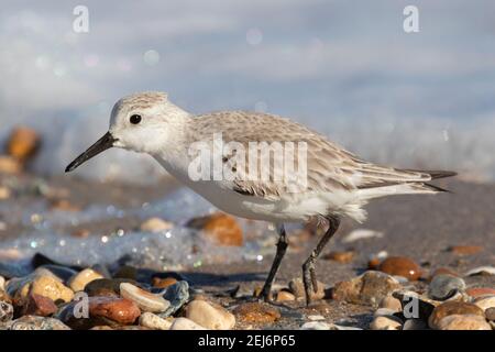 Sanderling in alimentazione invernale a Texas City Dyke, Texas, Stati Uniti Foto Stock