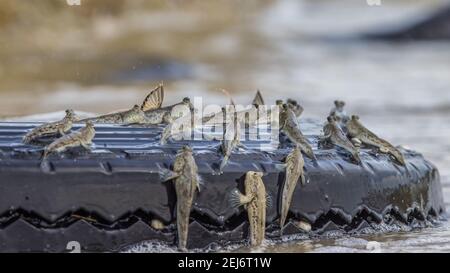 Fangskipper Periophthalmus crisospilos con punta d'oro su un pneumatico Foto Stock