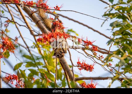 Primo piano Squirrel stava mangiando un fiore rosso mentre perching Su una filiale Foto Stock