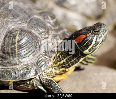 Tartaruga rossicchiata sole che bagna vicino ad un laghetto Foto Stock