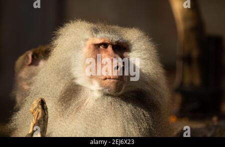 Baboon Hamadryas (Papio hamadryas) hamadryas maschile baboon guardare al sole del mattino Foto Stock