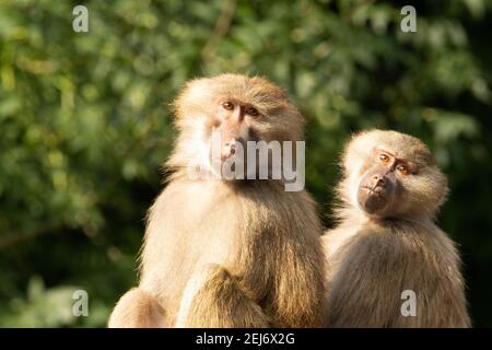 Baboon Hamadryas (Papio hamadryas) Due babbuini Hamadryas adulti che guardano con uno sfondo verde naturale Foto Stock