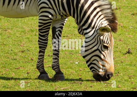 Zebra montana di Hartmann (Equus zebra hartmannae) Zebra montana di Hartmann che pascolano su erba con un naturale verde Foto Stock