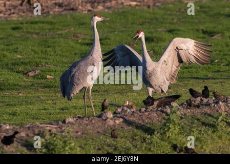 Gru di Sandhill (Antigone canadensis) che saltano intorno e si combattono l'un l'altro nella riserva del fiume Cosumnes nella California centrale. Foto Stock