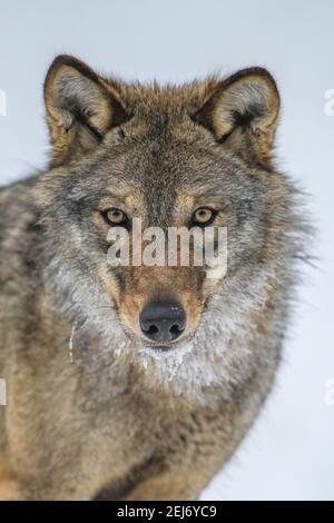 Primo piano ritratto lupo in inverno foresta sfondo. Animale nell'habitat naturale Foto Stock