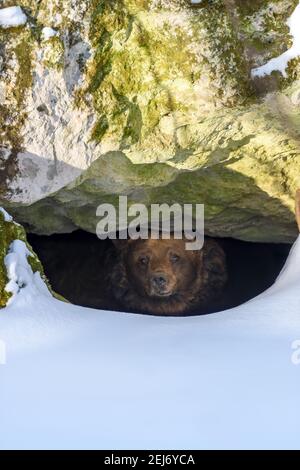 Orso bruno (Ursus arctos) si affaccia fuori dalla sua tana nel bosco sotto un grande roccia in inverno Foto Stock